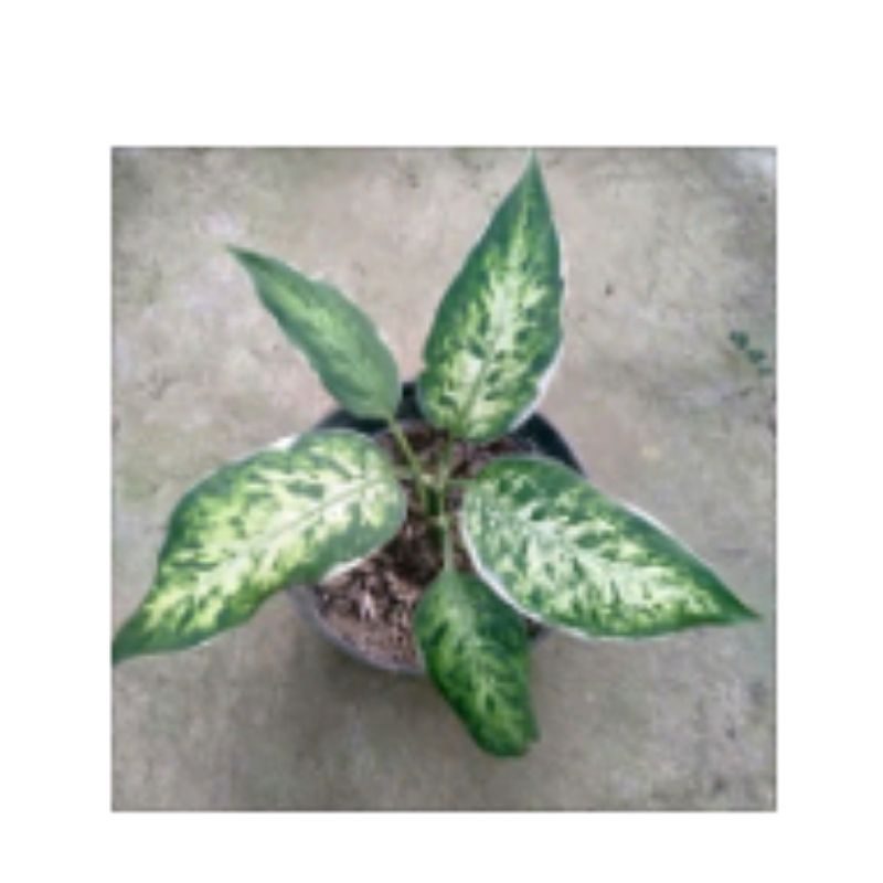 Diven sparkle pesanan kak