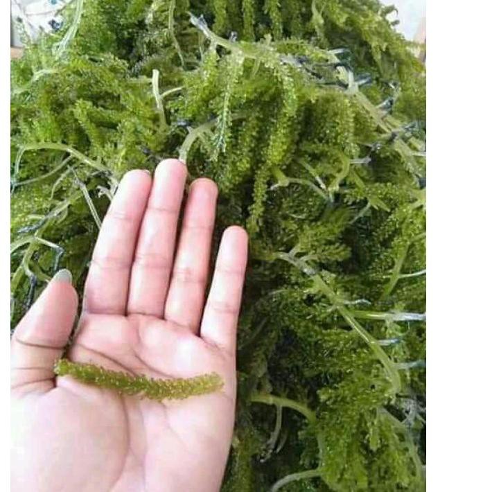 

WRT[1069] Anggur laut Green Caviar Latoh Lawi lawi Promo Lagi ,.,.,.,.!