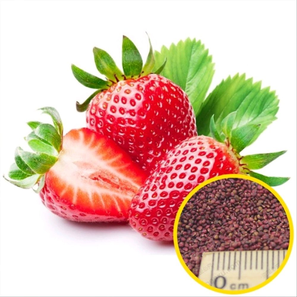 15 benih biji strawberry