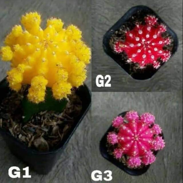 

Paket Kaktus Warna isi 3