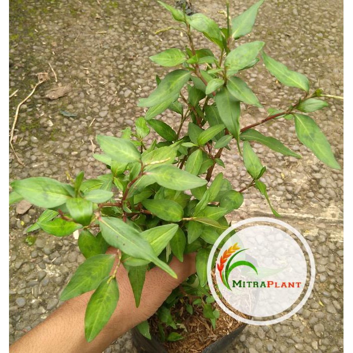 Ford Bibit Tanaman Daun Kesum - Tanaman Daun Laksa - Tanaman Herbal