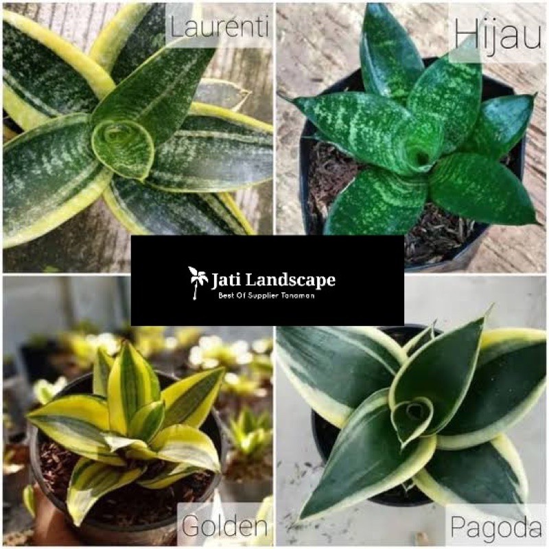 Paket Murah Sansivera Mini/Paket 4 Sansivera Mini