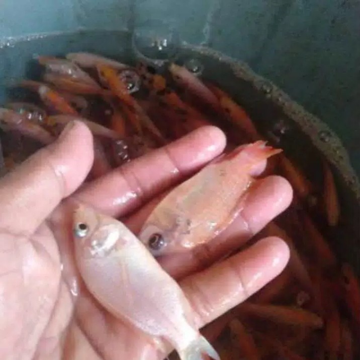 Bibit ikan nila merah