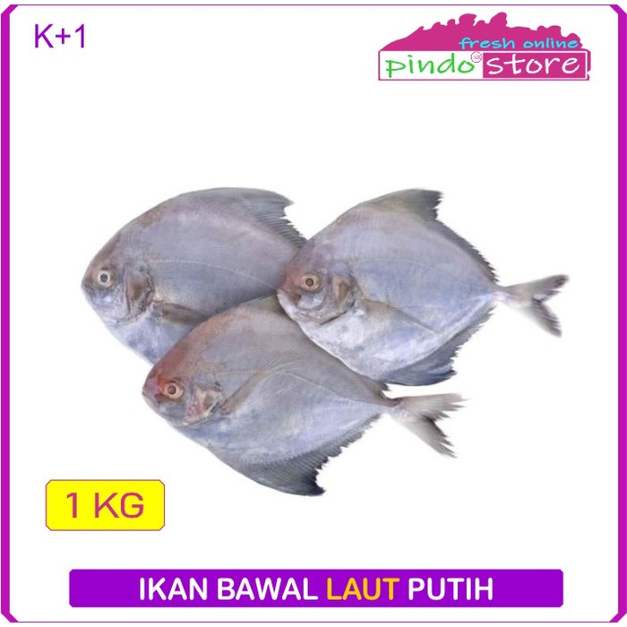 

BAWAL LAUT SEGAR / IKAN BAWAL