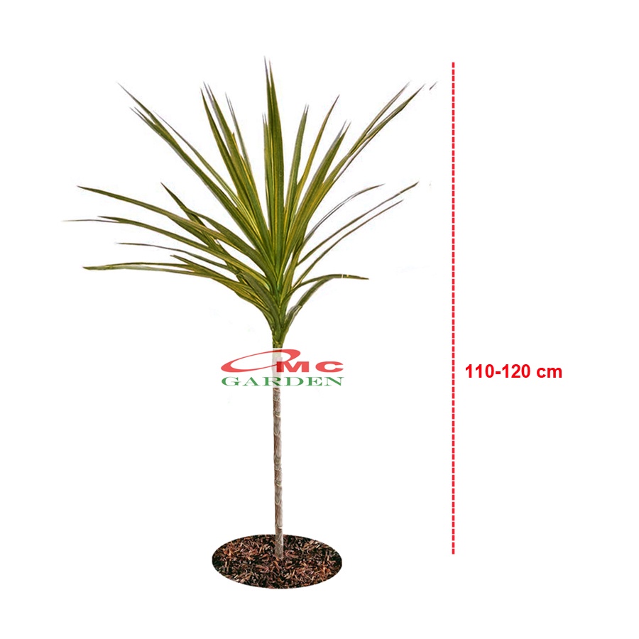 Dracaena Marginata Dragon Tree Tricolor Tri Color Merah Kuning Hijau Putih Tanaman Hias 110120