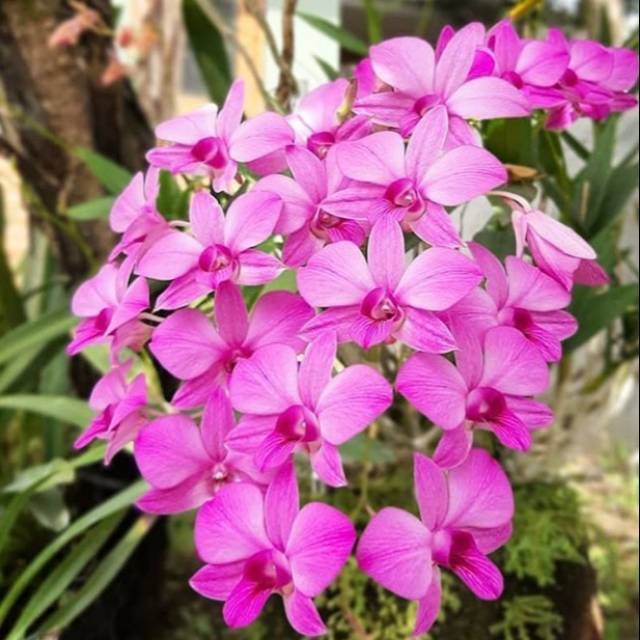 Promo  Dendrobium Larat Dewasa