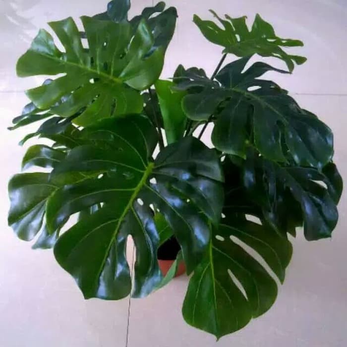 12pcs Daun Plastik Philodendron Monstera  daun pot monstera  