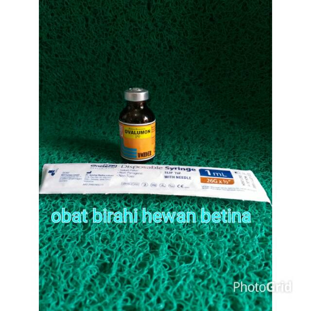 Ovalumon untuk menambah birahi pada hewan betina