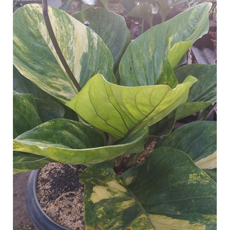 Bibit antorium varigata jemani cobra
