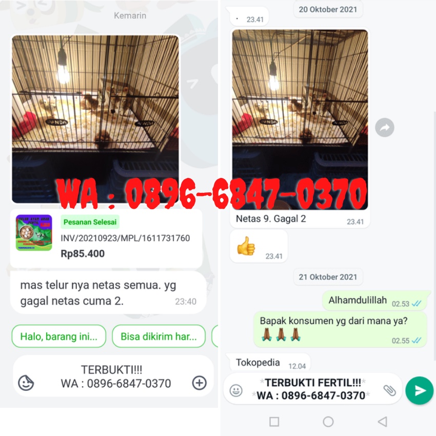 Telur Ayam Arab Fertil | Bisa Menetas