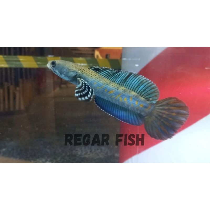 (Hiasan Aquarium) blue pulcra/blue, dot hitam dan yellow spot/bisa COD