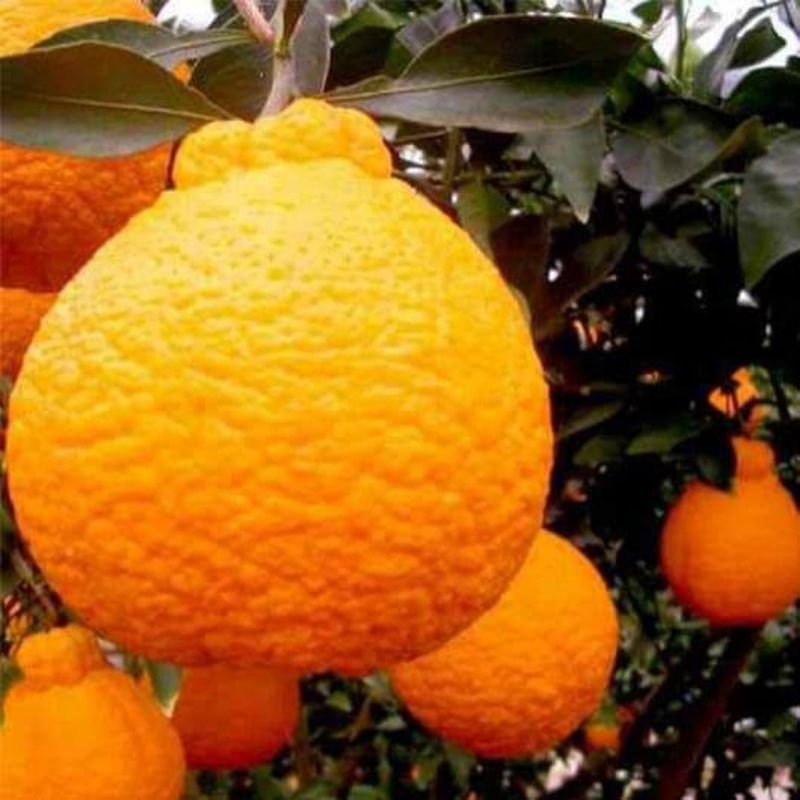 bibit buah jeruk dekopon jumbo tanpa biji okulasi genjah.super jumbo unggul
