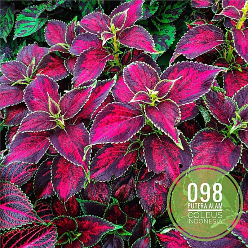 Miana id Biasan cinta/Miana cantik merah/