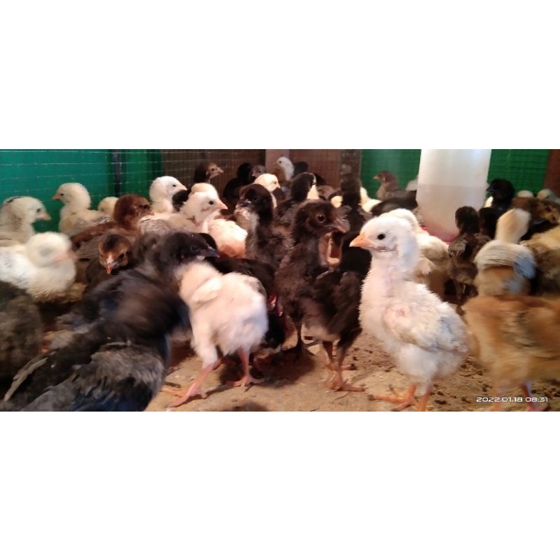 ANAK AYAM KAMPUNG UNGGUL BUKAN DOC