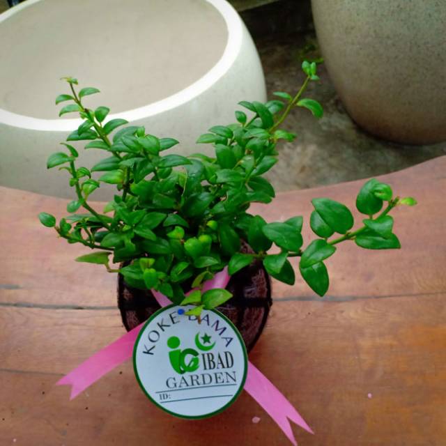 Tanaman hias KOKEDAMA gantung Lipstik bunga pink
