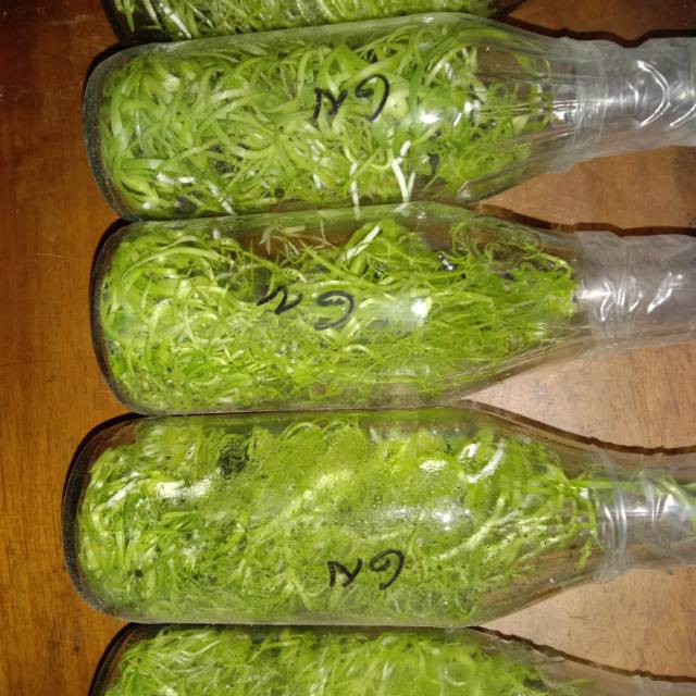 Grammatophyllum speciosum  var papuanum bibit botol