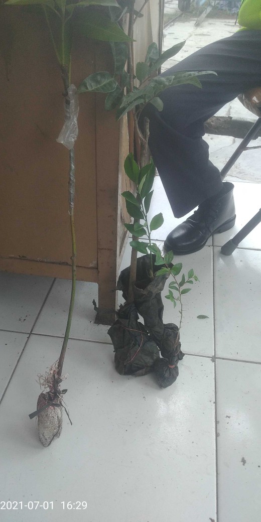 Beli 2 Gratis 1 Bibit Buah Jeruk Santang Madu Super