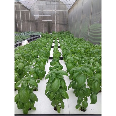 

Sweet Basil organik Cutting 100gr