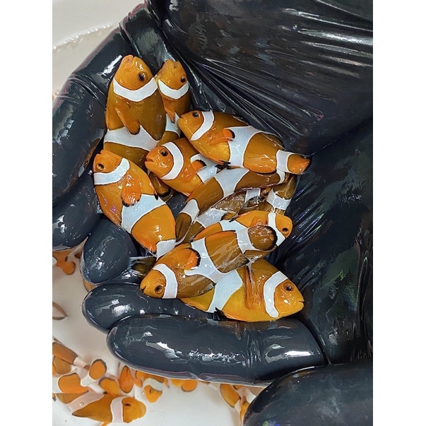 Nemo AIR LAUT tidak bisa di air tawar / clownfish biasa (SUDAH MAKAN PELET)