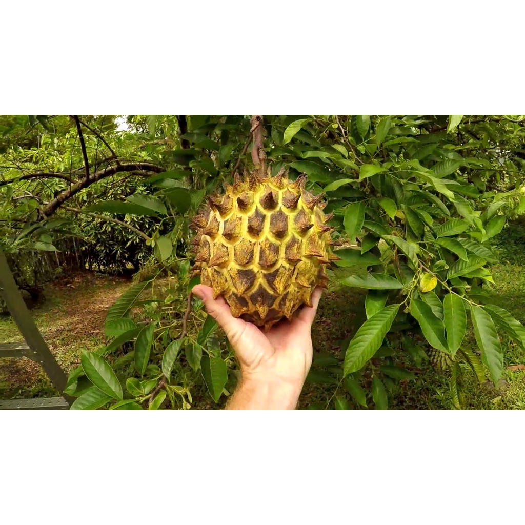 Terlaris BIBIT SRIKAYA DURIAN BIRIBA OKULASI CEPAT BERBUAH / TANAMAN SRIKAYA NANAS / POHON BUAH