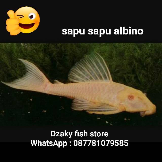 Ikan hias air tawar sapu sapu albino pemakan alga