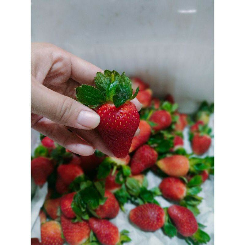 

buah stowberry perons isi seekitar 10-15 buah
