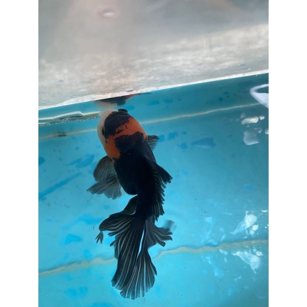 ikan mas koki oranda panda tancho