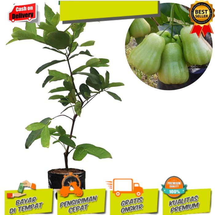 Bibit Jambu Air Madu Deli