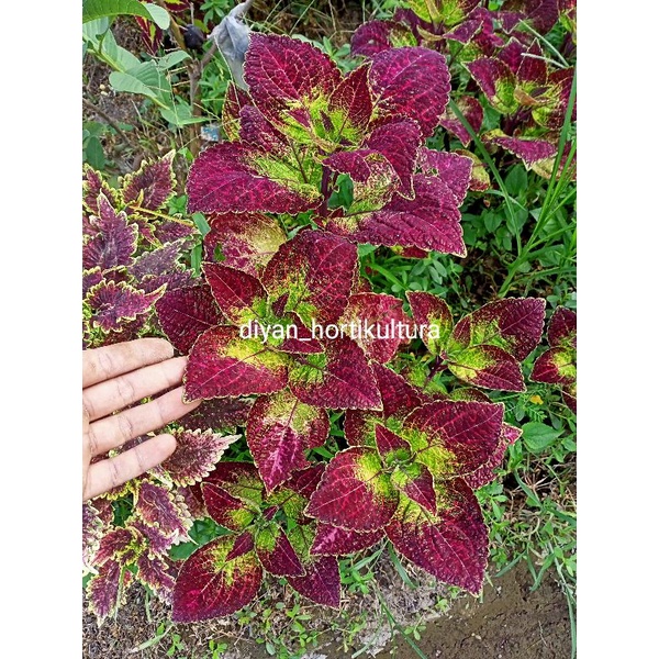 Bunga Miana Tanaman Hias Murah Miana Langka Bunga Miana