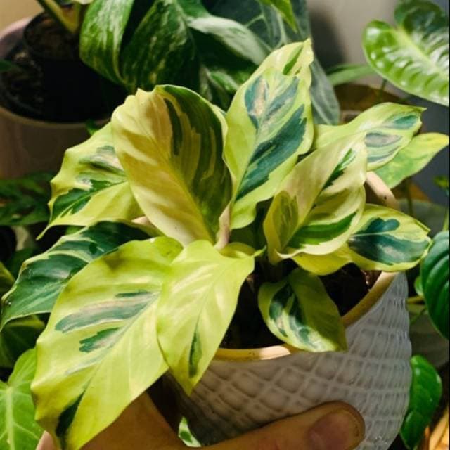 Tanaman Bunga kalatea tissue golden calathea louisae beauty