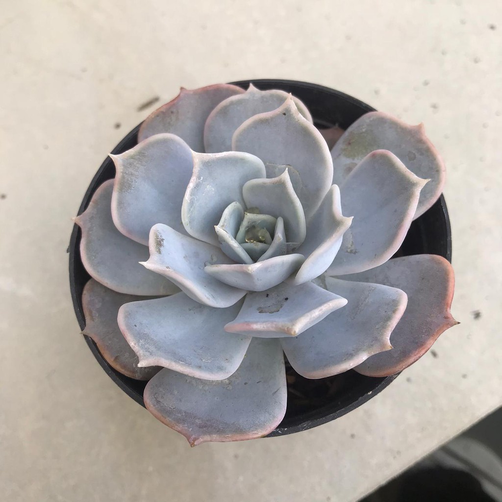 Tanaman Hias Hidup Kaktus Sukulen Echeveria 'Fleur Blanc'