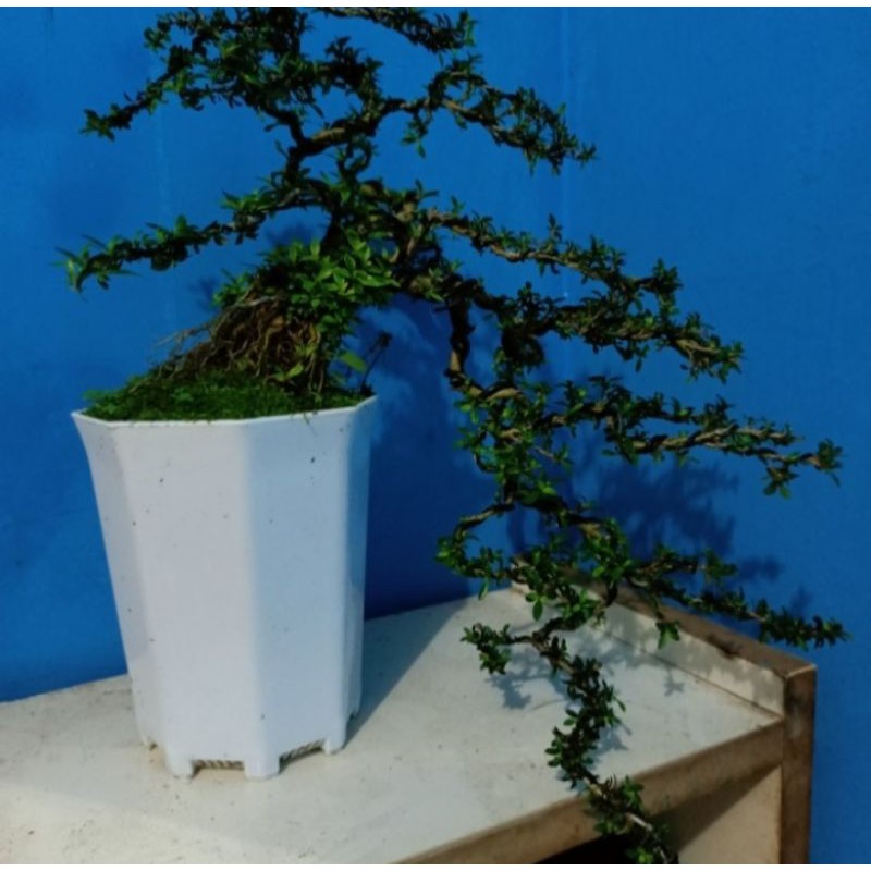 bonsai seribu bintang mikro cascade