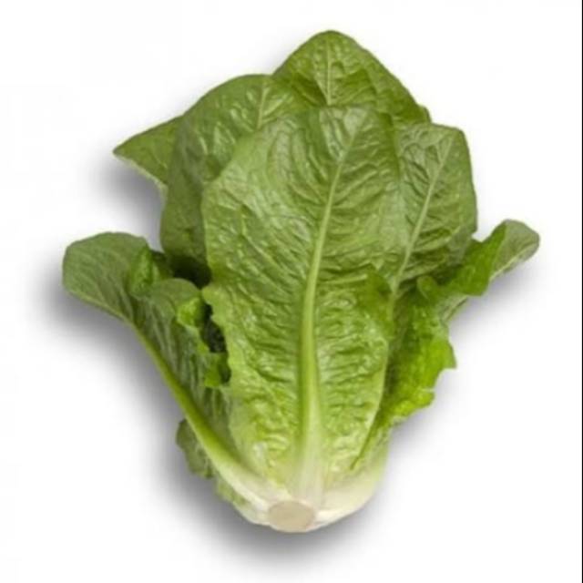 

Selada Romein Organik / Lettuce Romein 100gr