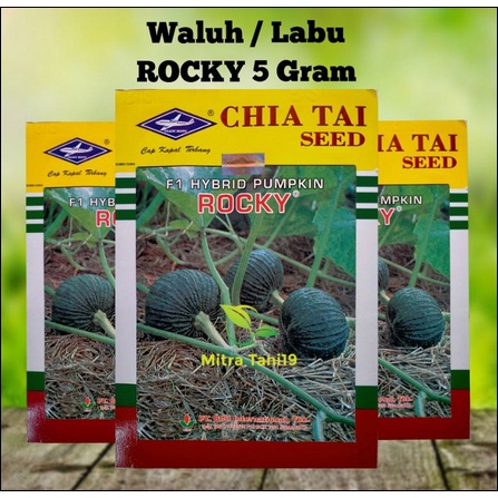 BIBIT BENIH TANAMAN WALUH LABU KUNING ROCKY 5 GRAM CAP KAPAL TERBANG BISI