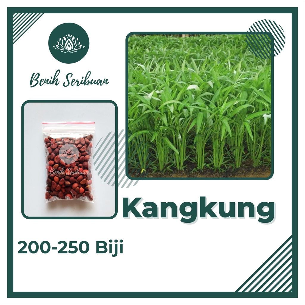 TERMURAH Benih Sayuran Bibit Sayuran Hidroponik Kangkung Bayam Kol Kubis Sayur Sawi Pakcoy Selada-KANGKUNG