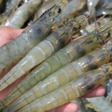 

Udang Vaname Segar 500gr/ Udang Vaname Segar / Udang Segar