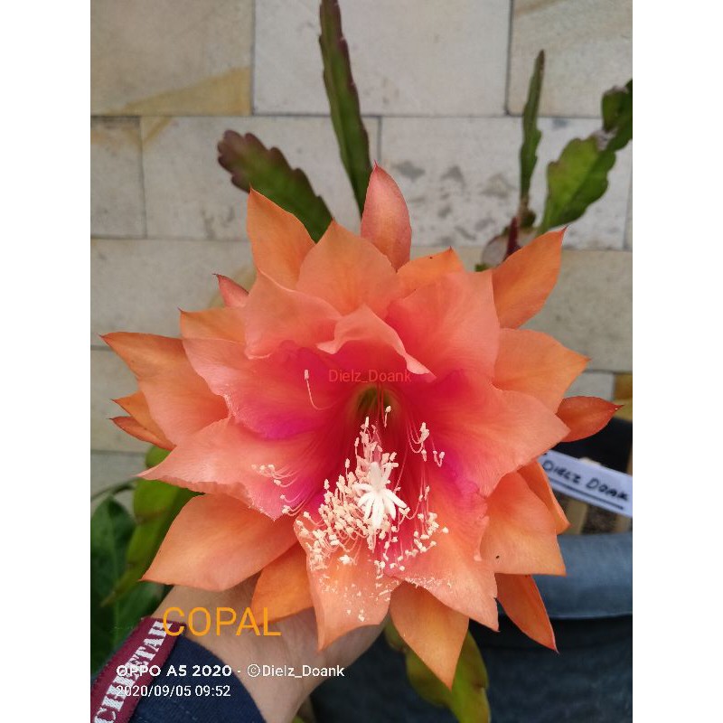 Epiphyllum Wijaya Kusuma Hybrid COPAL