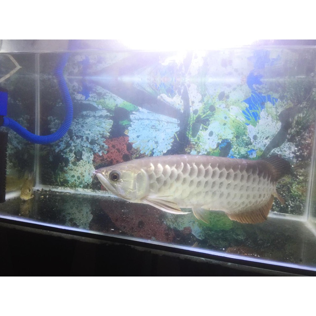 Arwana Golden Red (RTG) 35 cm+