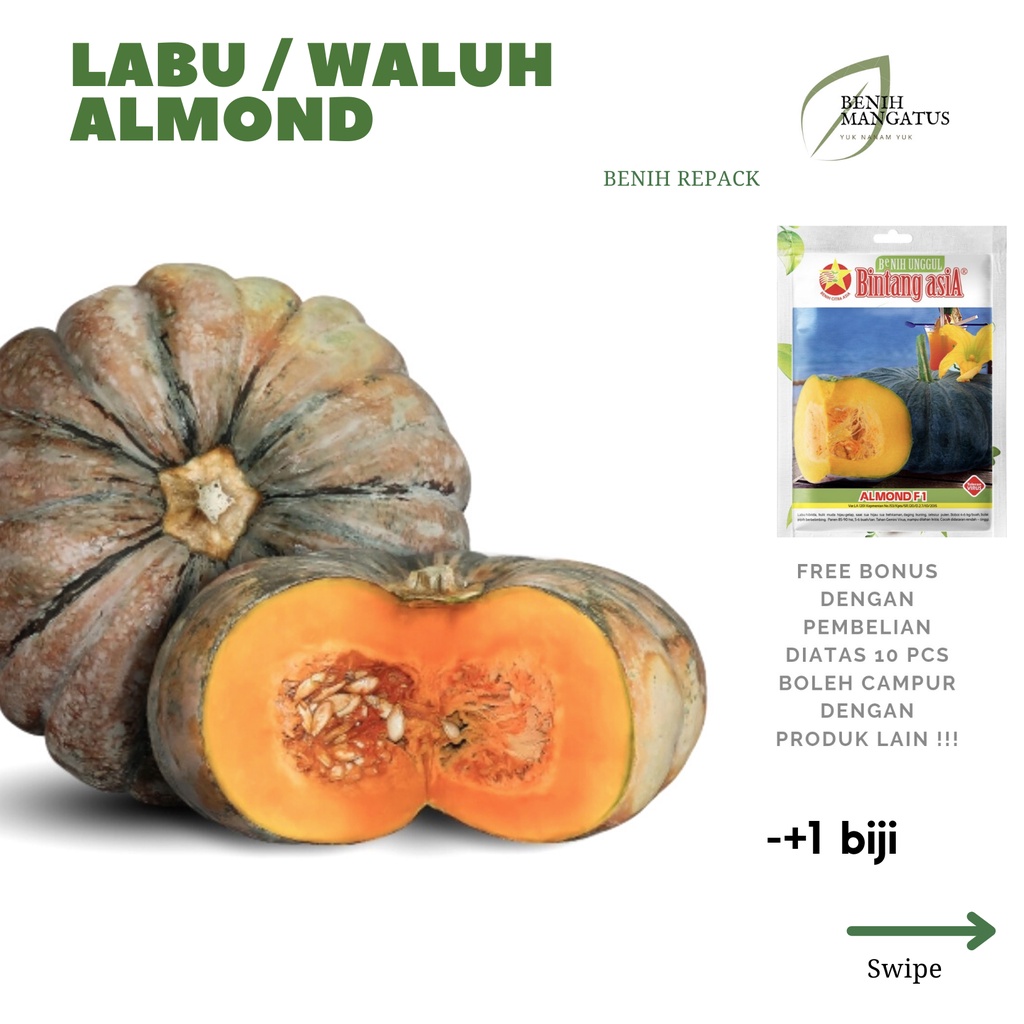 Jual C_18 Benih LABU/WALUH KABOCHA Almond-+1 BIJI Tanaman Sayuran MURAH ...