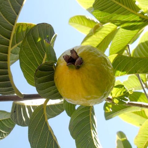 DAUN JAMBU BIJI ORGANIK 50 KAPSUL / AMPUH ATASI DIARE DISENTRI  DIABETS SARIAWAN