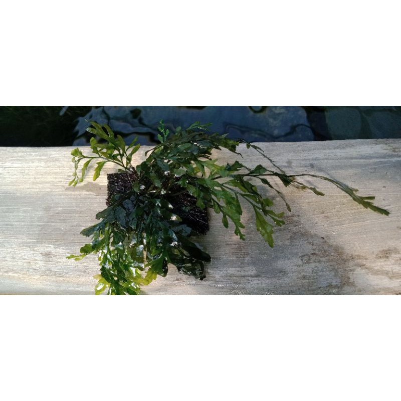 bolbitis heudeloti tanaman aquascape