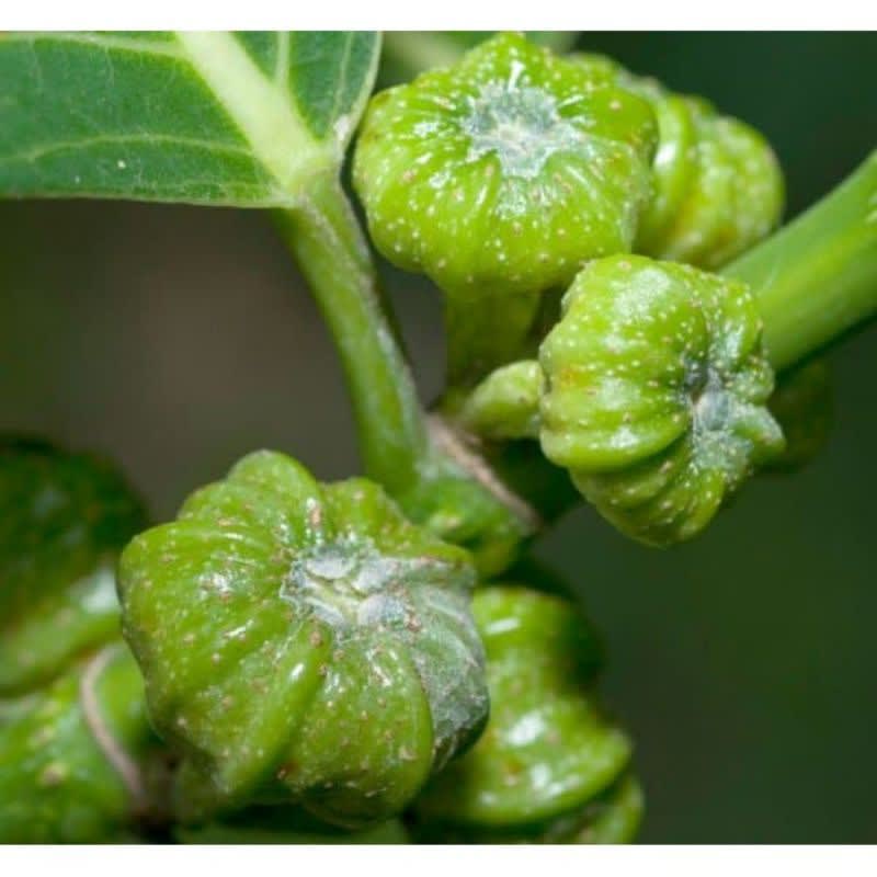 

buah awar awar herbal Hasil Kebun Sendiri
