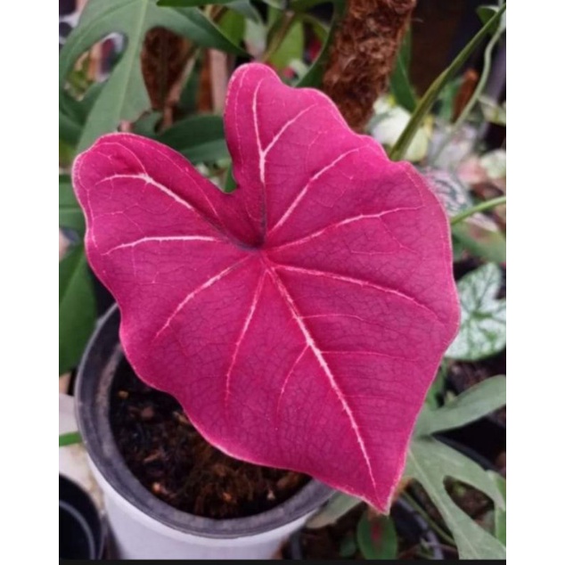 caladium pink bertuah