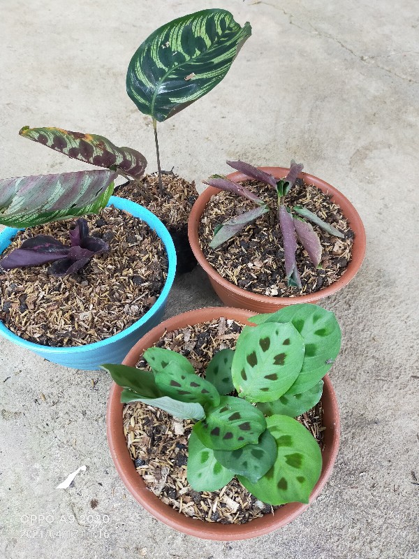 Tanaman Hias Calathea Murah Calathea Black Lipstik