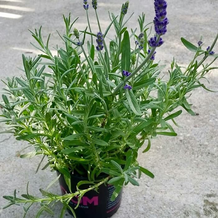 Tanaman bunga lavender asli