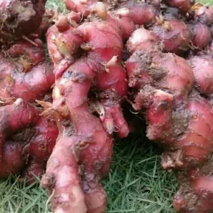 

bubuk jahe merah super asli 10 gram Miliki