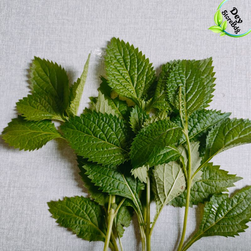 

Tanaman Daun Pecut Kuda Atou Daun Jarong 500 Gram
