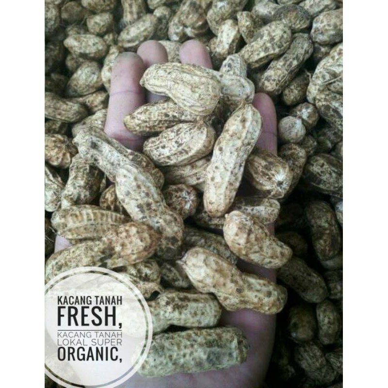 

KACANG TANAH MADU SUPER