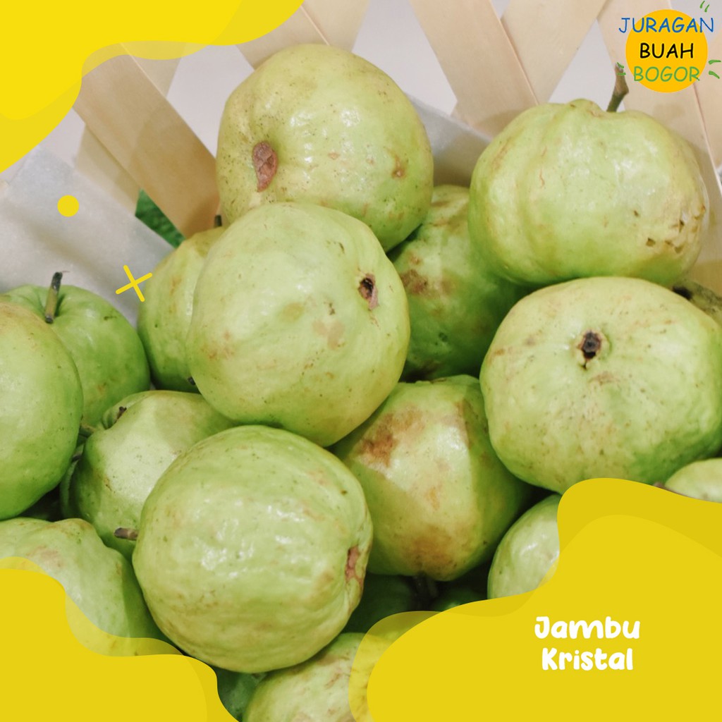 

PROMO BUAH JAMBU KRISTAL SEGAR | JAMBU KRISTAL 1KG JURAGAN BUAH BOGOR