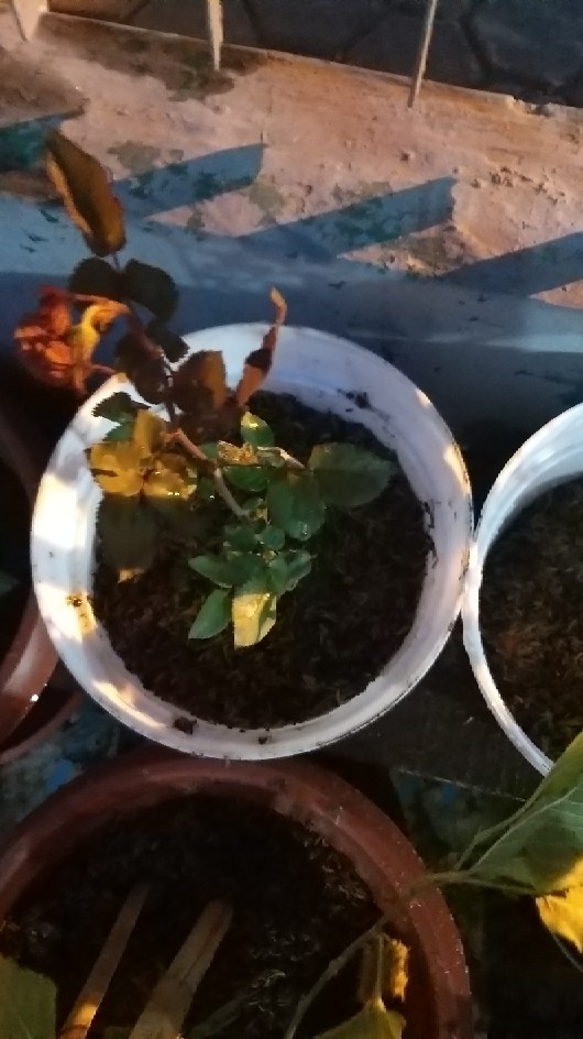 Tanaman Hias Mawar Tanpa Duri